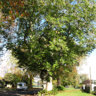 Sweet chestnut- Cambridge Tree Trust